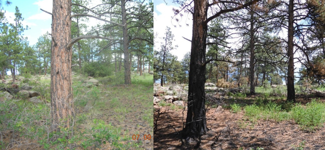 The left is a photo of a landscape with grasses and trees. The right is the same area with burn markings from a recent fire. 