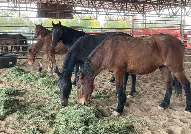 Four horses in pens eating green hay.