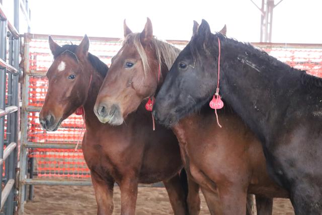 Three horses stand in a row.