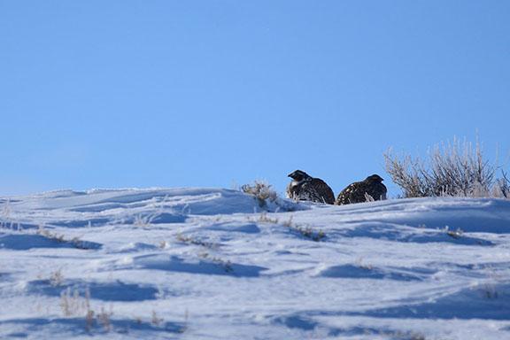 Two Greater sage-grouse atop a snow-covered ridge