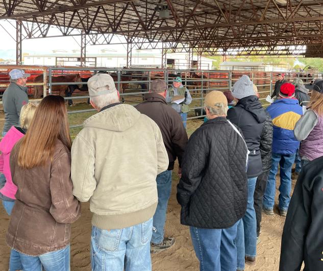 A crowd of people bidding on horses at an event. 