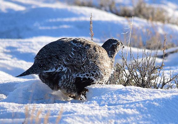 A greater sage-grouse eats sagebrush leaves in winter snow.