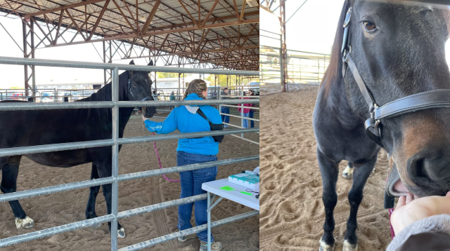 On the left photo, a horse is standing with its trainer. On the right, the same horse is licking someone's hand. 