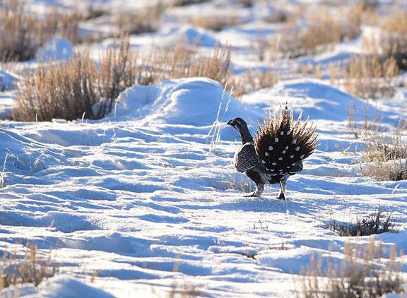 A Greater sage-grouse fans its tail as it walks through snow