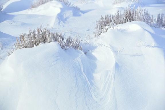 Sagebrush holds snow drifts