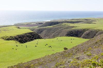 Green fields with cows and the ocean in the background. 