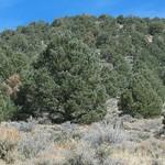 Tree with brush in the foreground and forest in the background. 