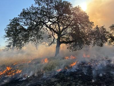 Smoke and fire around a tree. 