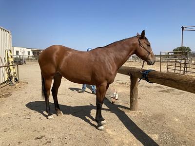 Side view of a brown horse with post. 
