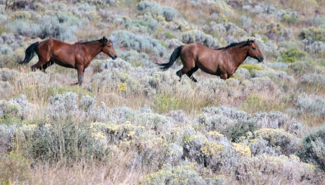 Two brown horses running in a field. 
