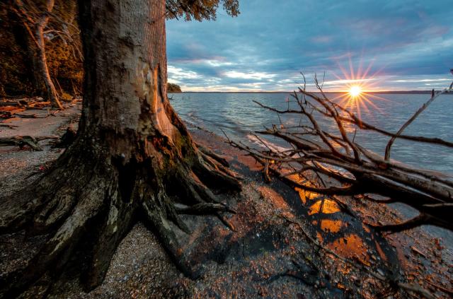Sunset behind a tree with exposed roots on a beach