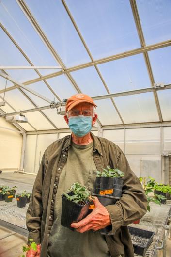 A man wearing an orange hat and a face mask holds two pots of green plants in his hand.  He is standing inside a greenhouse. 