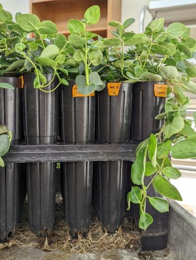 Up-close view of five Macfarlane's plants sitting in a greenhouse. The plants have green, round leaves.
