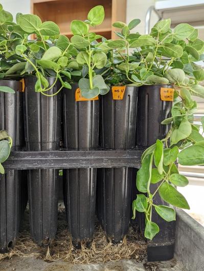 Up-close view of five Macfarlane's plants sitting in a greenhouse. The plants have green, round leaves. 