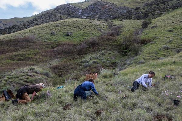 Three people kneeling down and planting in a grassy field on a hill. 