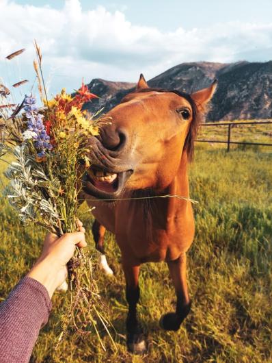 A horse with a bouquet of flowers