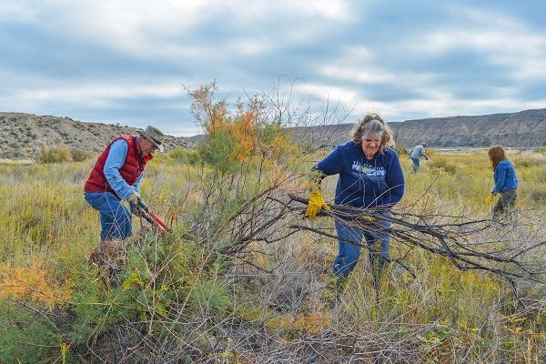 Man (left) cutting saltcedar and woman (right) holding branches of saltcedar in her arms. 