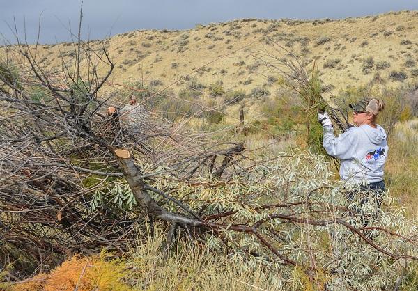 A woman holding up branches of saltcedar to throw them in a pile