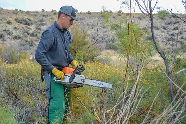 A man using a chainsaw to cut saltcedar.