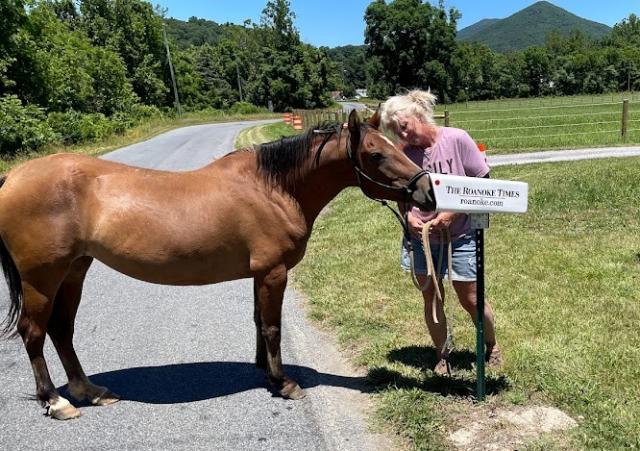 Horse and woman getting mail. 