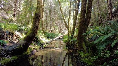 A creek with ferns and trees. 