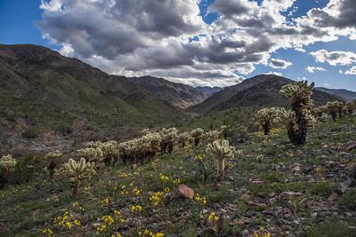 Desert hills, wildflowers, and cacti. 