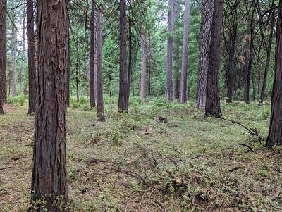 Trees and the forest floor. 