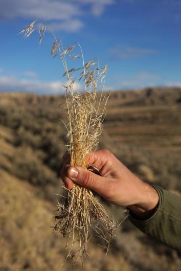 A hand is holding some stalks of cheatgrass
