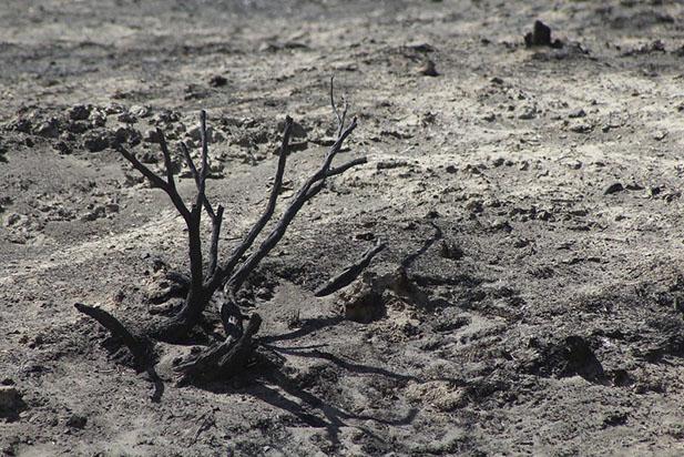 Sagebrush completely blackened in a wildfire, Idaho 2015
