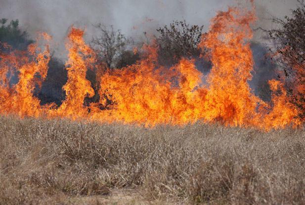 Wildland fire burning in cheatgrass that has invaded sage-steppe