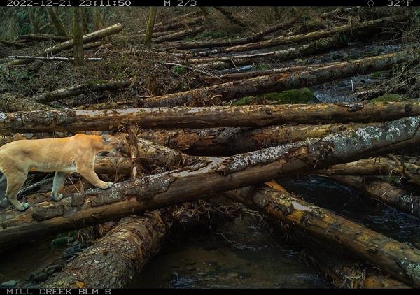 A cougar crossing the stream on the logs. 