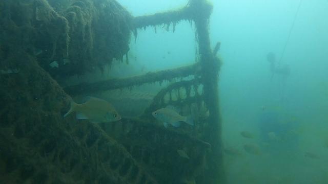 an underwater scene with fish swimming in front of an algae-covered structure