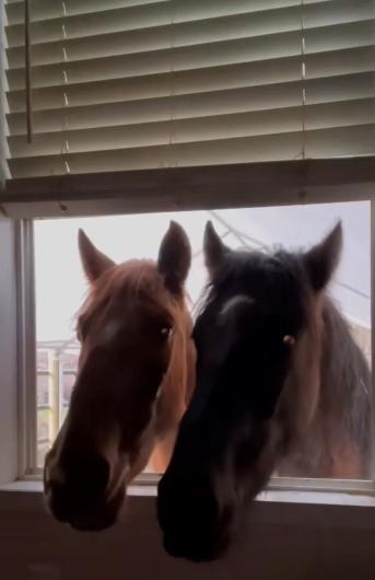 Two horses with heads in window