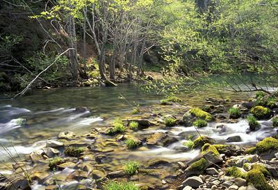 River in a forest.