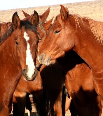 Two horses in a corral