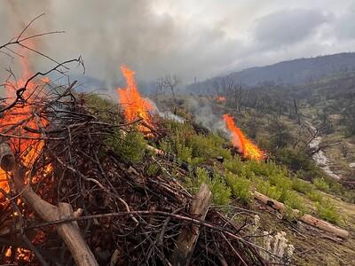 A burn pile on fire in a clearing with a forest in the background. 