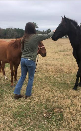 Woman petting nose of horse with other horse in background in a field.