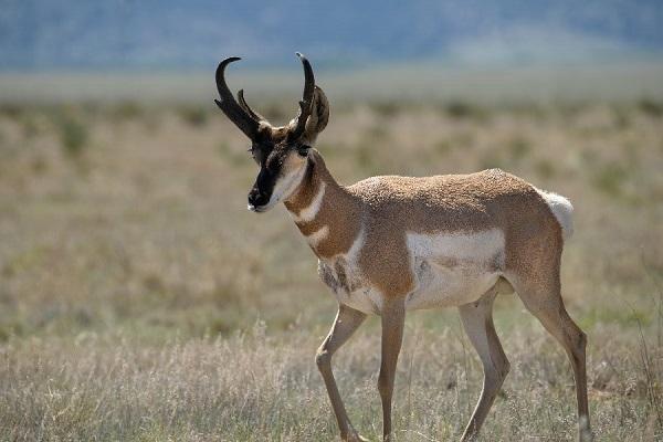 A pronghorn standing in brown grass. 