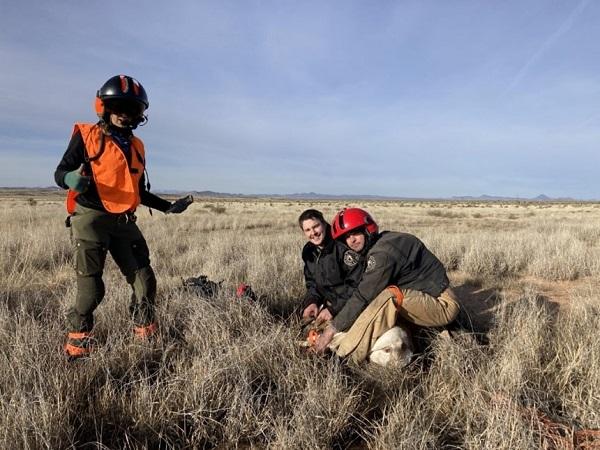 Two people are sitting in the grass and attaching a GPS collar to a pronghorn, while a third person looks on. 