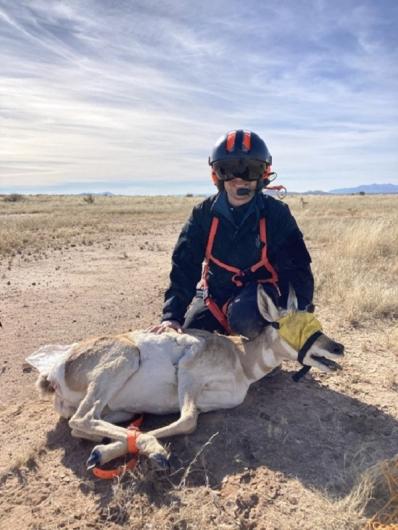 A person holds down a pronghorn on the ground that has its feet tied and is wearing a blindfold.