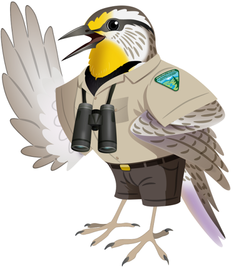 cartoon graphic of a bird wearing a BLM uniform with binoculars around the neck