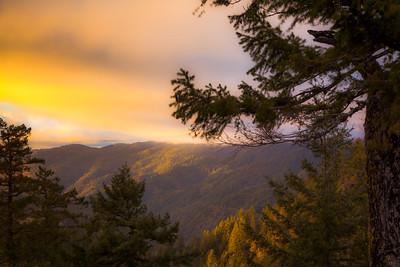 A tree with a mountain and sunset in the background.