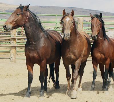 three brown horses in a corral