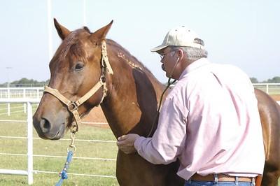 A veterinarian examines a freeze-branded horse.