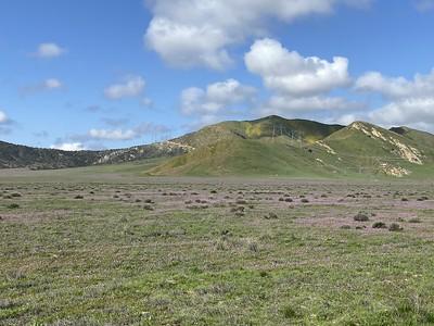 A green plain with purple and yellow flowers