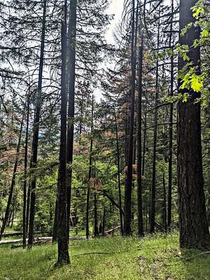 Black trees in bright green grass