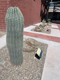 Young saguaro cactus 