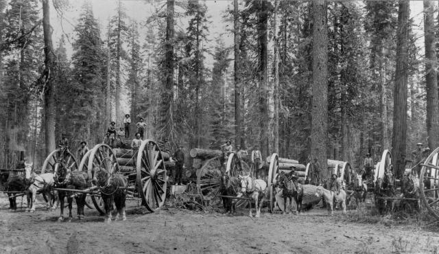 Loggers with their wagons in Washington state. (Public domain)