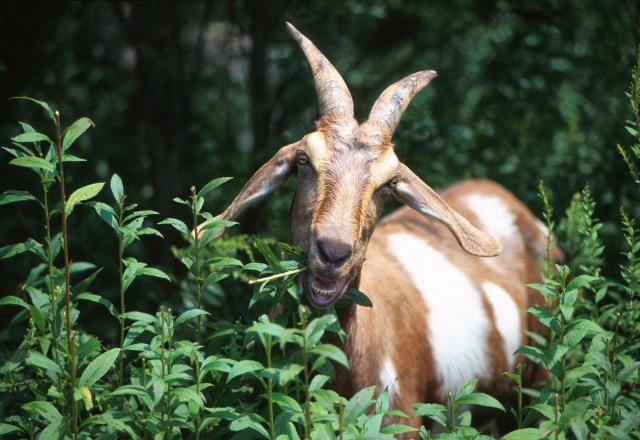 Targeted grazing of goats and other livestok can help reduce the growth of underbrush that contributes to large-scale wildfires. (Public domain)