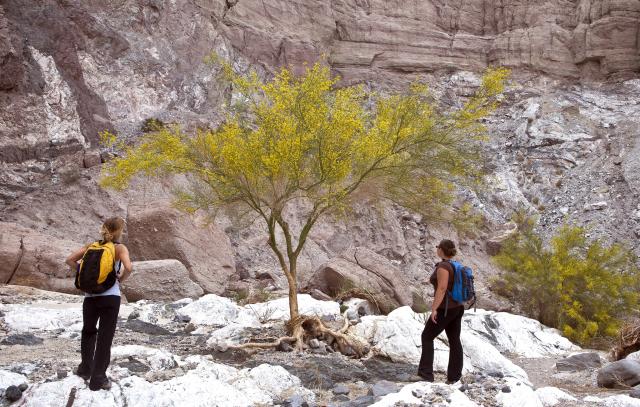 Standing at the base of a cliff, two people look at tree.